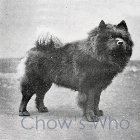 Chow's Who