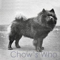 Chow's Who