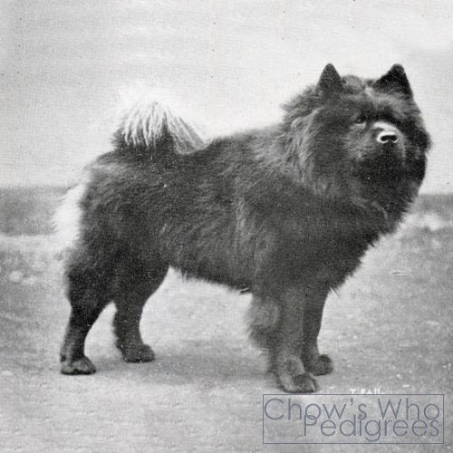 Chow's Who