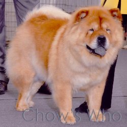 Chow's Who
