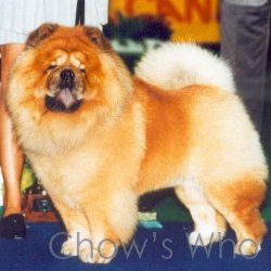 Chow's Who