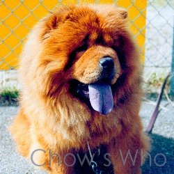 Chow's Who
