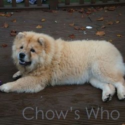 Chow's Who