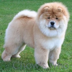 Chow's Who