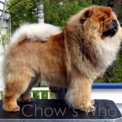 Chow's Who