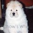Chow's Who