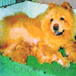 Chow's Who