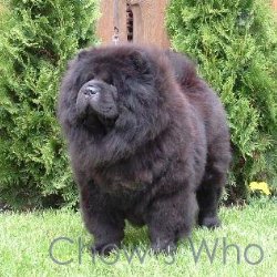 Chow's Who