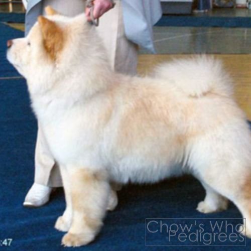 Chow's Who