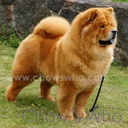 Chow's Who