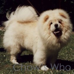 Chow's Who