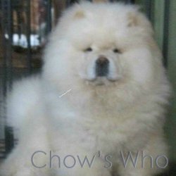 Chow's Who