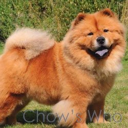 Chow's Who
