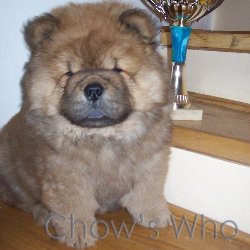 Chow's Who