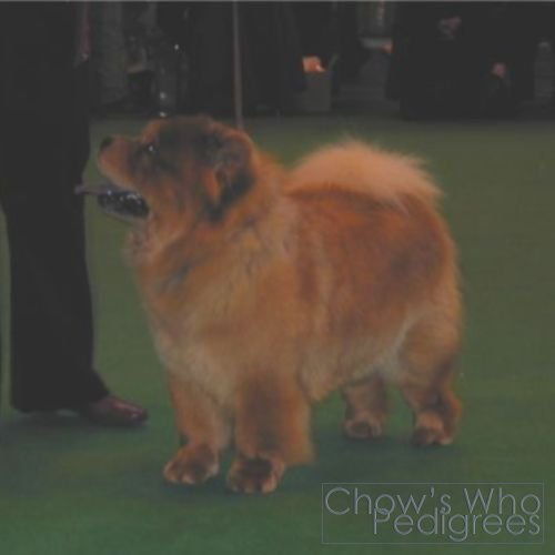 Chow's Who