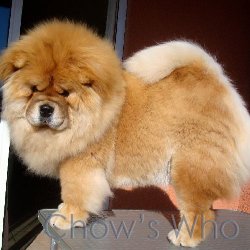Chow's Who