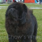 Chow's Who