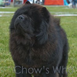 Chow's Who