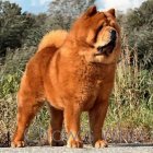 Chow's Who