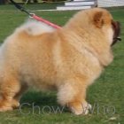 Chow's Who