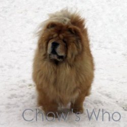Chow's Who