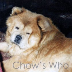 Chow's Who