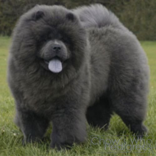Chow's Who