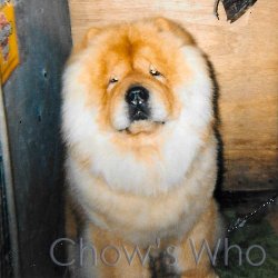Chow's Who