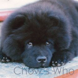 Chow's Who