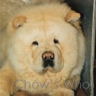 Chow's Who