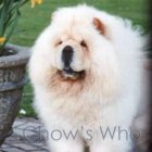 Chow's Who