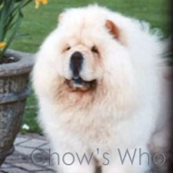 Chow's Who