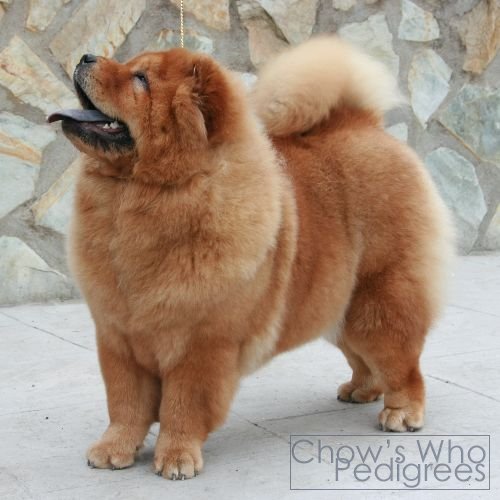 Chow's Who