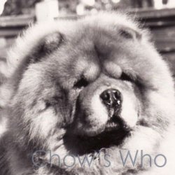 Chow's Who