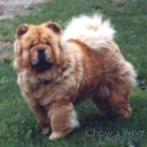 Chow's Who