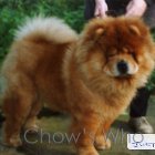 Chow's Who