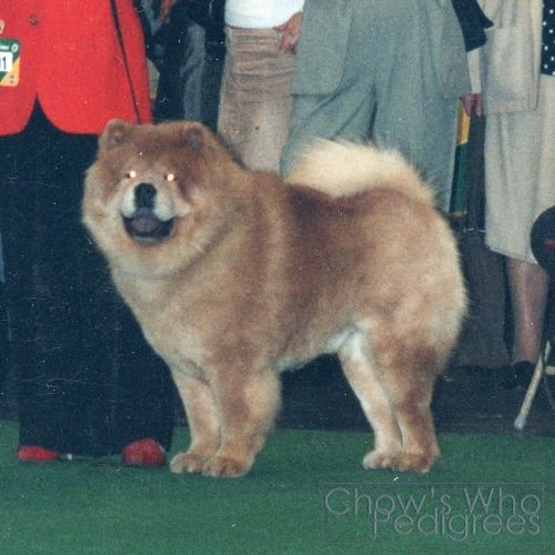 Chow's Who