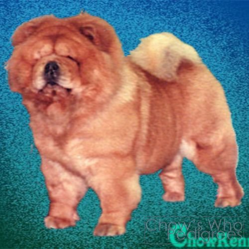 Chow's Who