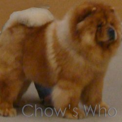 Chow's Who