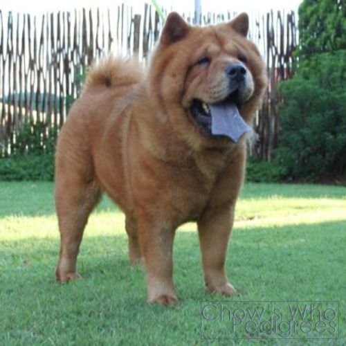 Chow's Who