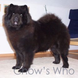 Chow's Who
