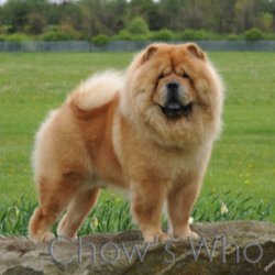 Chow's Who