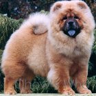 Chow's Who