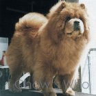 Chow's Who
