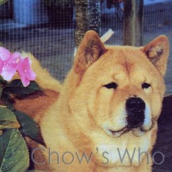 Chow's Who