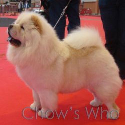 Chow's Who