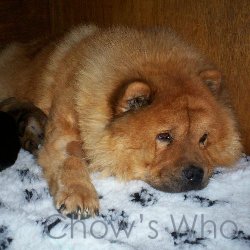Chow's Who