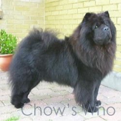Chow's Who