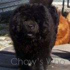 Chow's Who