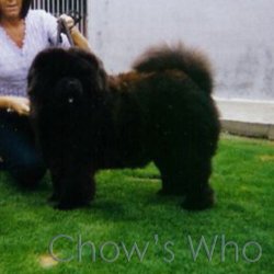 Chow's Who